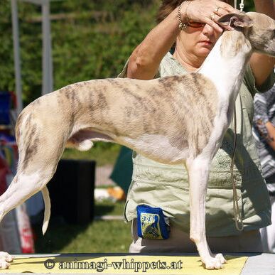 Unvergessener Whipcat Whippet