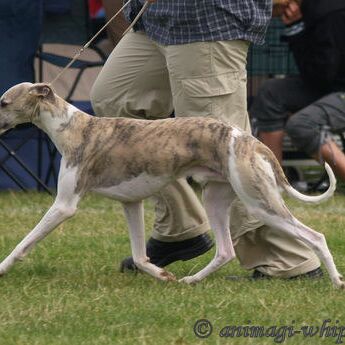 Unvergessener Whipcat Whippet