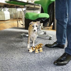 Louis im Büro