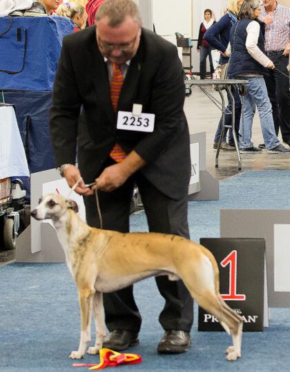 Erfolge der Whipcat Whippets