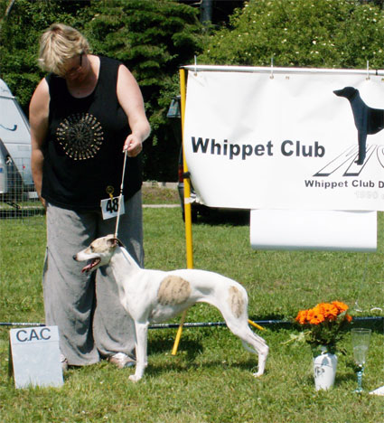 Whipcat Champion