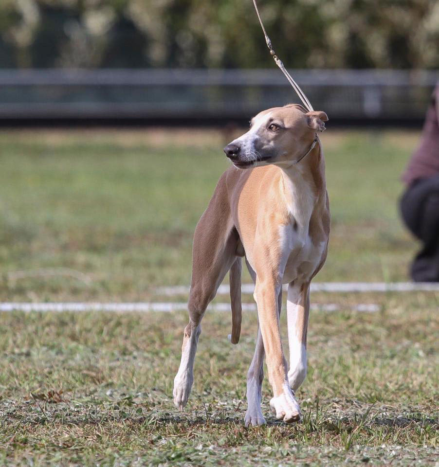 Erfolge der Whipcat Whippets