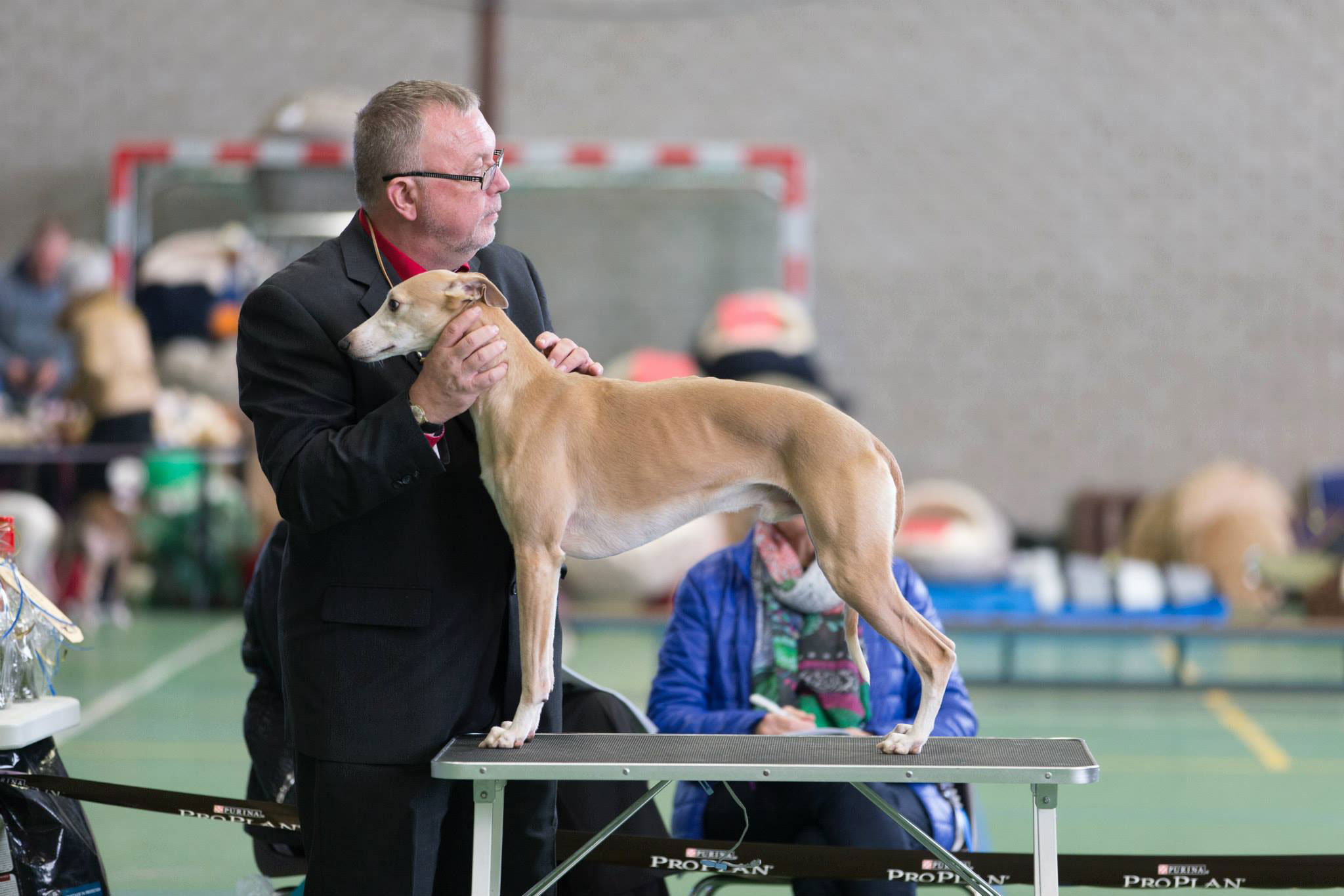 Erfolge der Whipcat Whippets