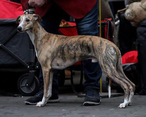 Erfolge der Whipcat Whippets