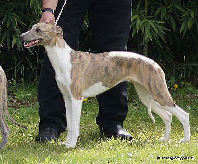 Erfolge der Whipcat Whippets