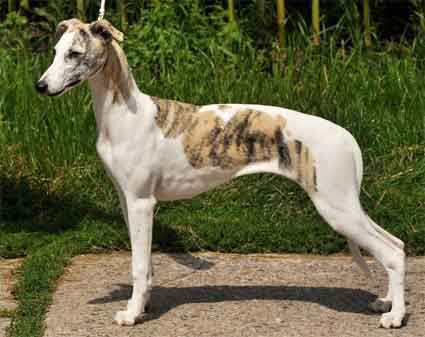 Erfolge der Whipcat Whippets