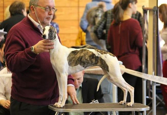 Erfolge der Whipcat Whippets