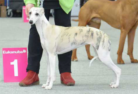 Erfolge der Whipcat Whippets
