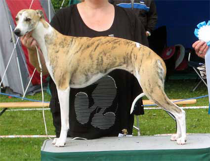 Erfolge der Whipcat Whippets