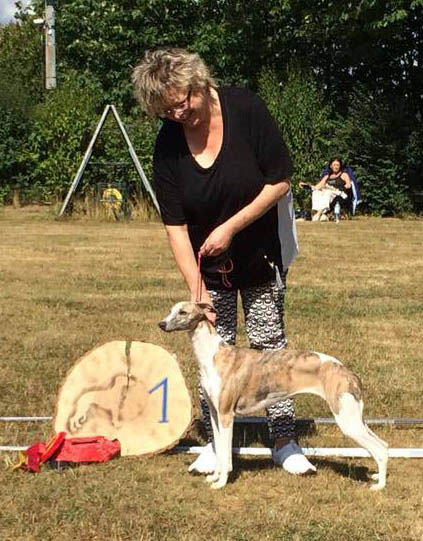 Erfolge der Whipcat Whippets