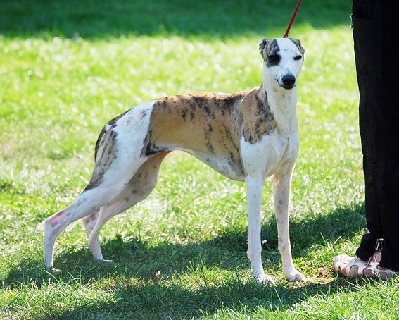 Erfolge der Whipcat Whippets