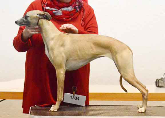 Erfolge der Whipcat Whippets