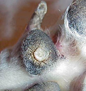 Dornwarze bei Hunden