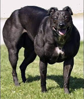 Myostatin-Mutation bei Hunden