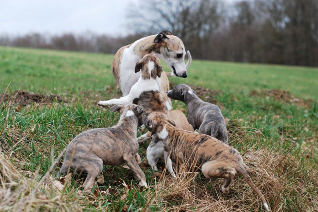 Spielende Hundewelpen mit Mutter