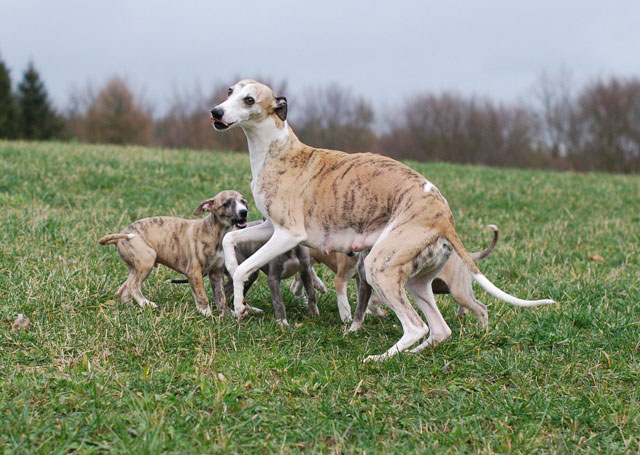Spielende Hundewelpen mit Hundemama
