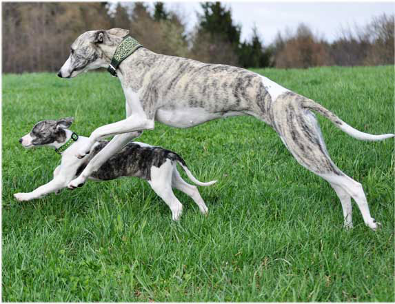 Springende Hundewelpen
