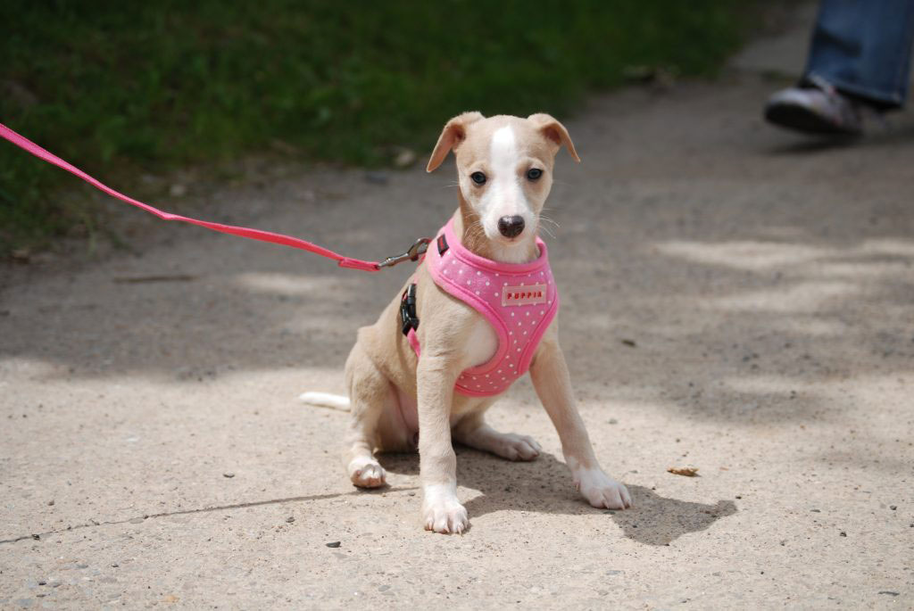 Whippet Baby