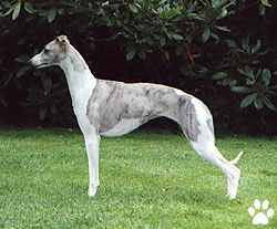 TOP Whippet Hündin des WCD in 1998