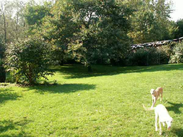 Whippets am Haus