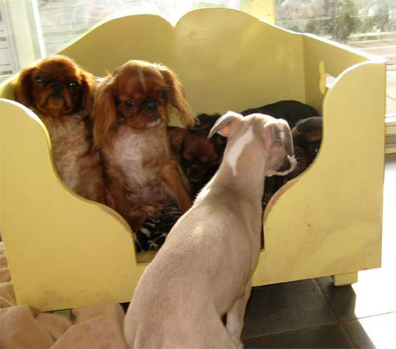 Whippet Welpen kaufen