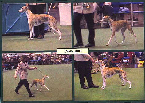 Crufts