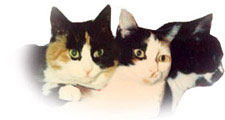 Mitzekatze