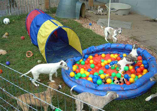 Whippet Welpen im Bälldebad