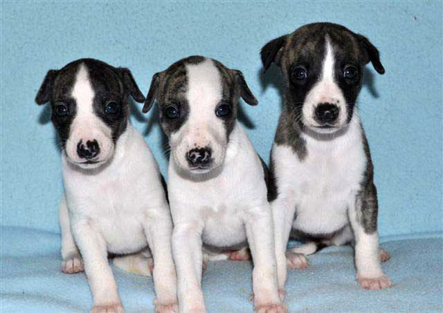 Hundewelpen kaufen