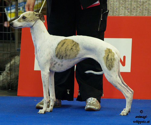 Unvergessener Whipcat Whippet
