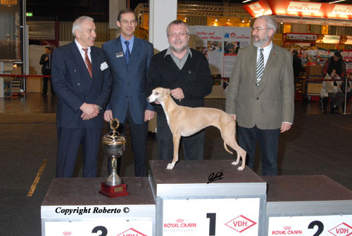 Unvergessener Whipcat Whippet