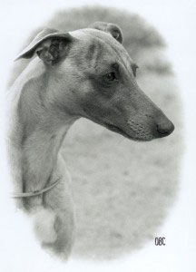 Unvergessener Whipcat Whippet