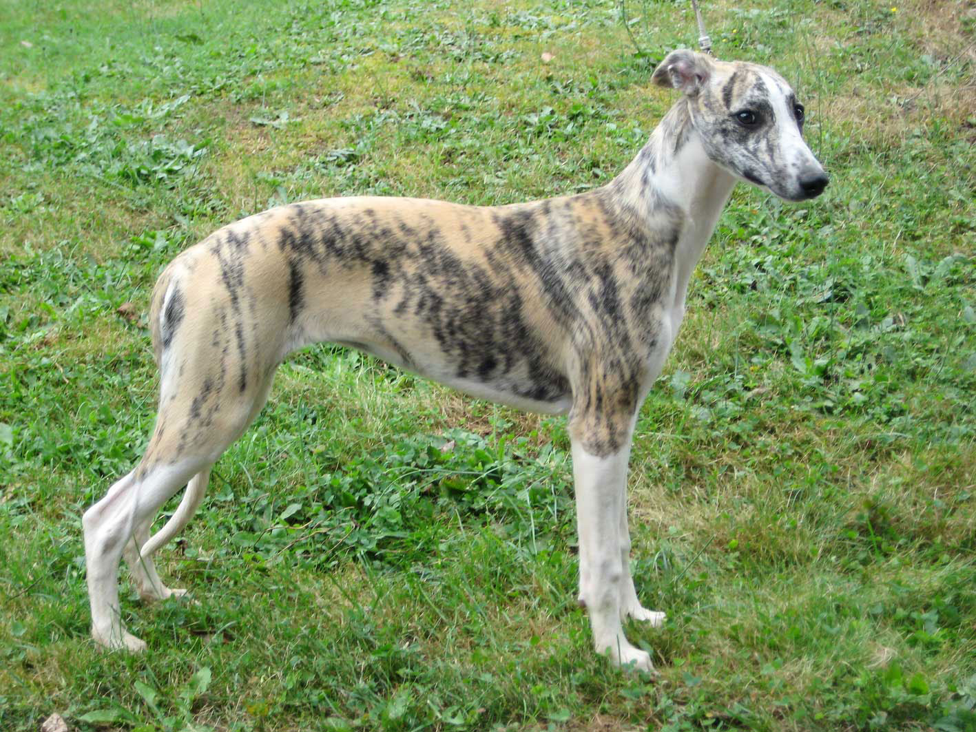 Unvergessener Whipcat Whippet