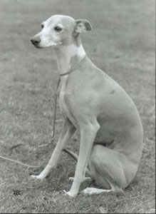 Unvergessener Whipcat Whippet