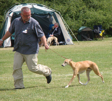 Unvergessener Whipcat Whippet
