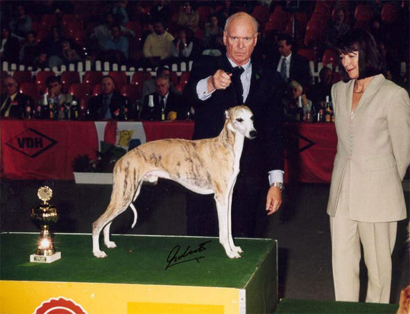 Unvergessener Whipcat Whippet