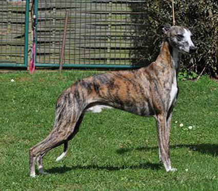 Unvergessener Whipcat Whippet
