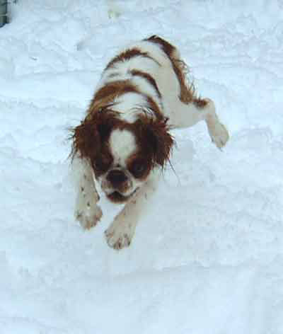 Unvergessener Whipcat Whippet