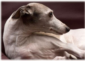 Unvergessener Whipcat Whippet