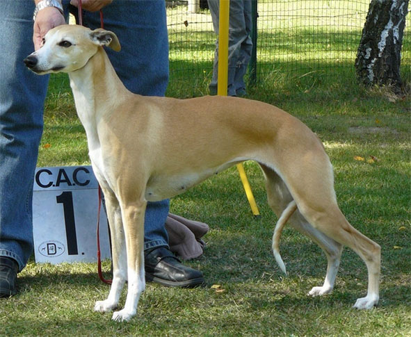 Unvergessener Whipcat Whippet
