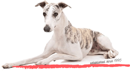 Whipcat Whippets