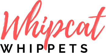 Whipcat Whippets