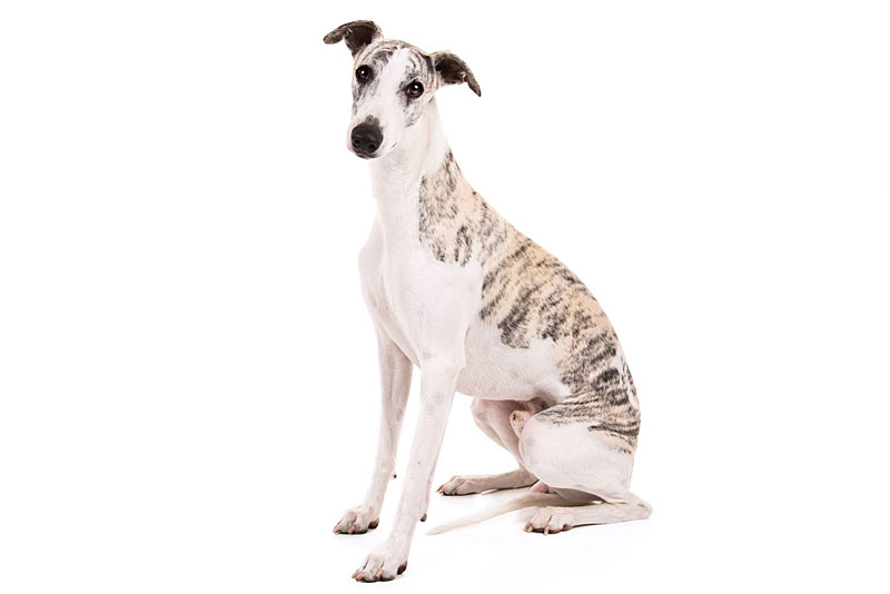 Whippet Hund