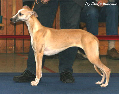 whipcat_quadrille_02