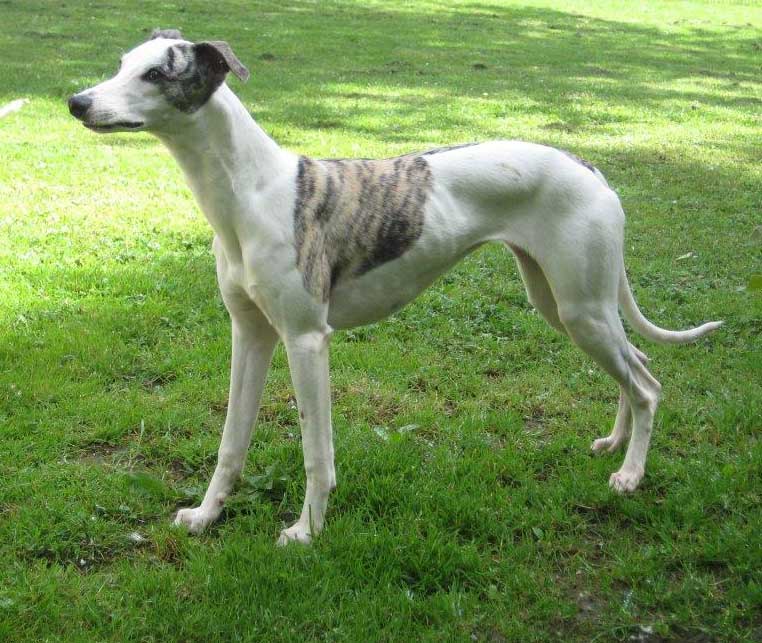 sheelagh1