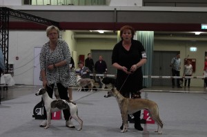 Sloop und Kelly beim stechen um das JugendBOB und zwei lustige Frauchen dazu:)