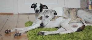 kuscheln3