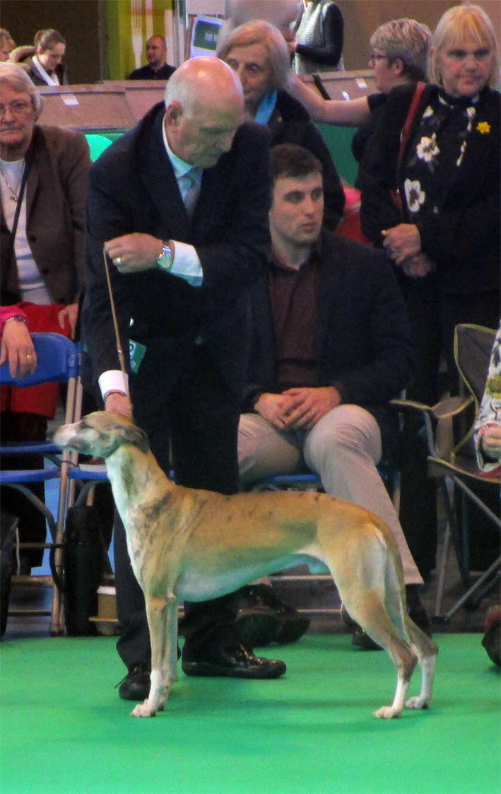 sloop-crufts