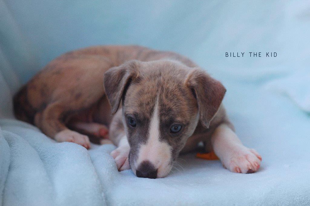 BillyTheKid_2