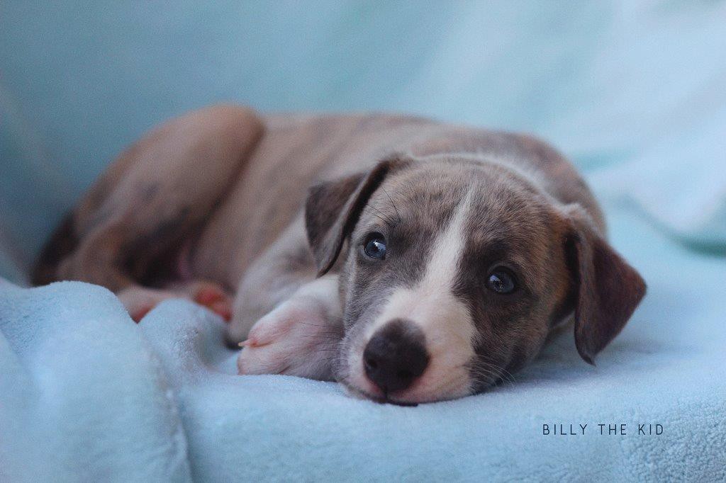 IMG_0261_BillyTheKid_3